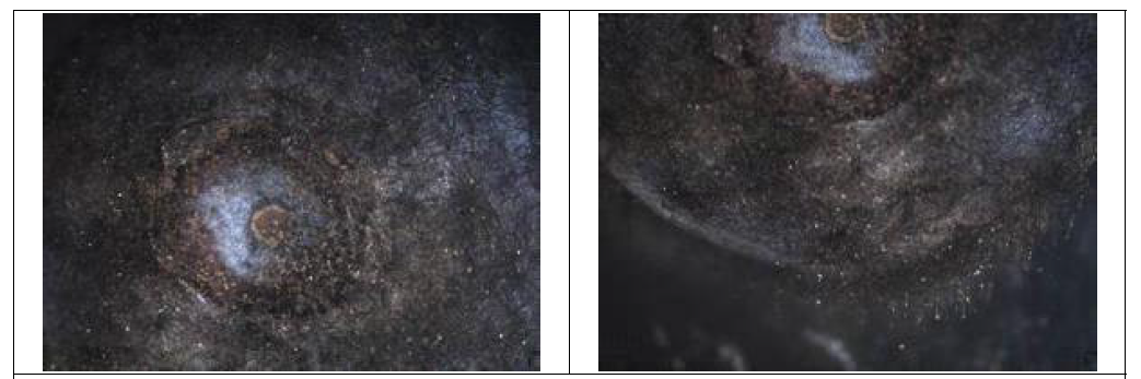 블루베리 잿빛곰팡이병 병징(좌)과 과실표면에 형성된 균사체 (우)