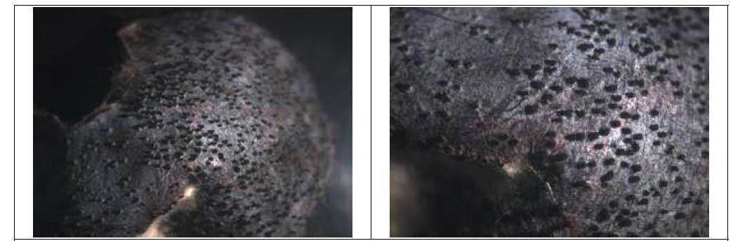 블루베리 검은곰팡이병 병징(좌)과 과실표면에 형성된 검정색 분생포자층 (우)