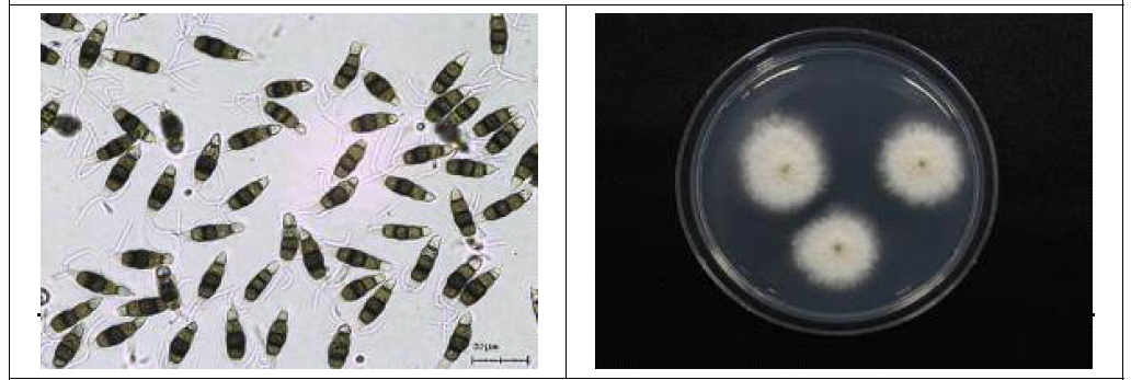 블루베리 검은곰팡이병 분생포자(좌) 및 PDA고체배지 배양사진 (우)