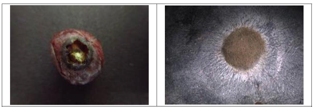 블루베리 갈색곰팡이 증상 발생초기(좌) 및 과실표면에 형성된 갈색곰팡이 균사(우)