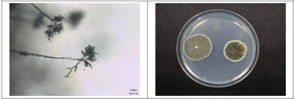 블루베리 갈색곰팡이병 분생포자(좌) 및 PDA고체배지 배양사진 (우)