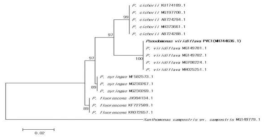 Pseudomonas viridiflava 균의 유연관계 분석결과