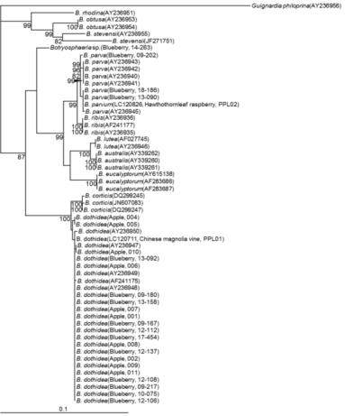 국내 블루베리 줄기마름병균의 계통학적 유연관계 분석
