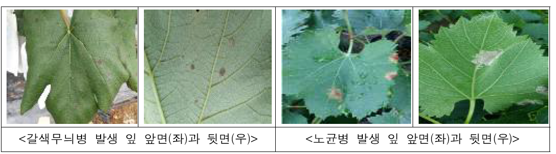포도 갈색무늬병 및 노균병의 잎 앞면과 뒷면 피해모습