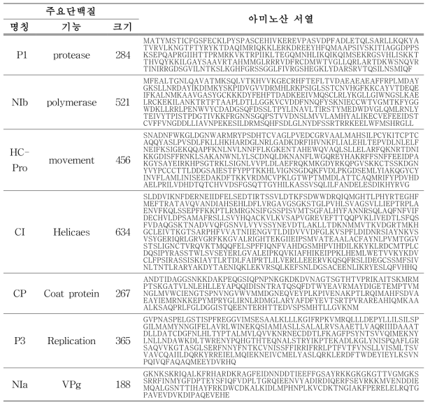 PVY 주요 단백질의 종류 및 아미노산 서열