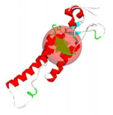 PVY 외피단백질 입체구조 분석 및 활성부위 탐색(빨강구)