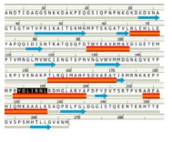 외피단백질의 아미노산 서열과 RNA 결합 부위(빨간색) 및 이를 이용한 2차 구조