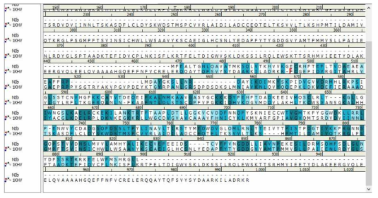 NIb단백질의 아미노산 및 유사구조의 서열 정렬
