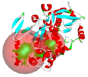 PVY NIb 단백질의 호몰로지 모델 및 예측된 binding site