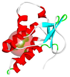 PVY HC-Pro 단백질의 생성된 호몰로지 모델 및 예측된 결합 site