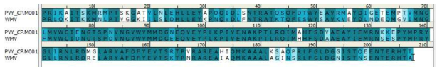 WMV와 PVY와의 외피 단백질의 상동성 비교