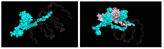 PVY의 외피단백질과 RNA의 조립 과정