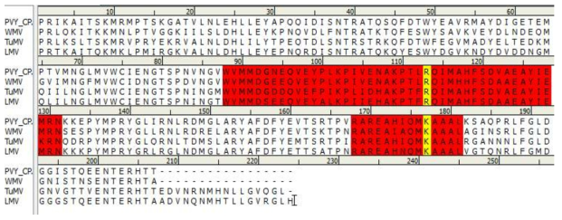 Potyvirus 그룹의 외피단백질 아미노산 상동성 비교 및 binding site 분석