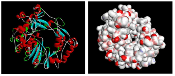 NIb 단백질의 입체구조 분석