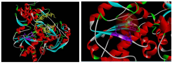 NIb 단백질의 활성부위 탐색 및 관련 아미노산