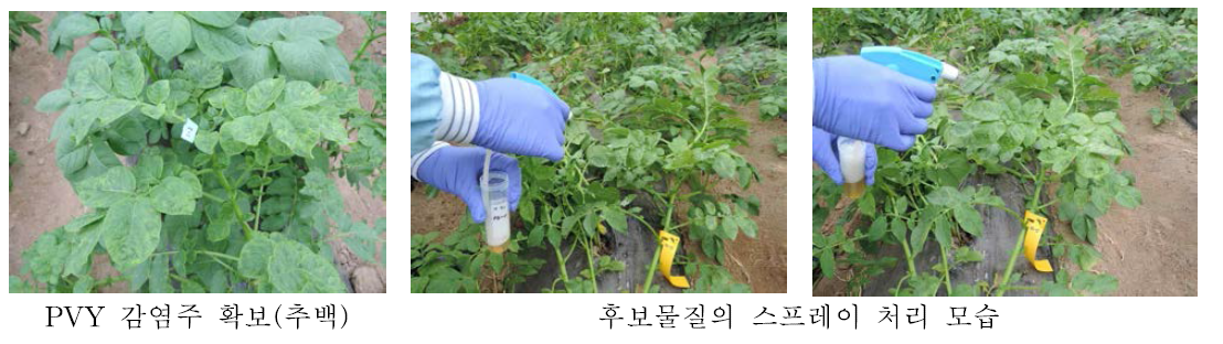 바이러스 감염주 및 후보물질 처리 방법