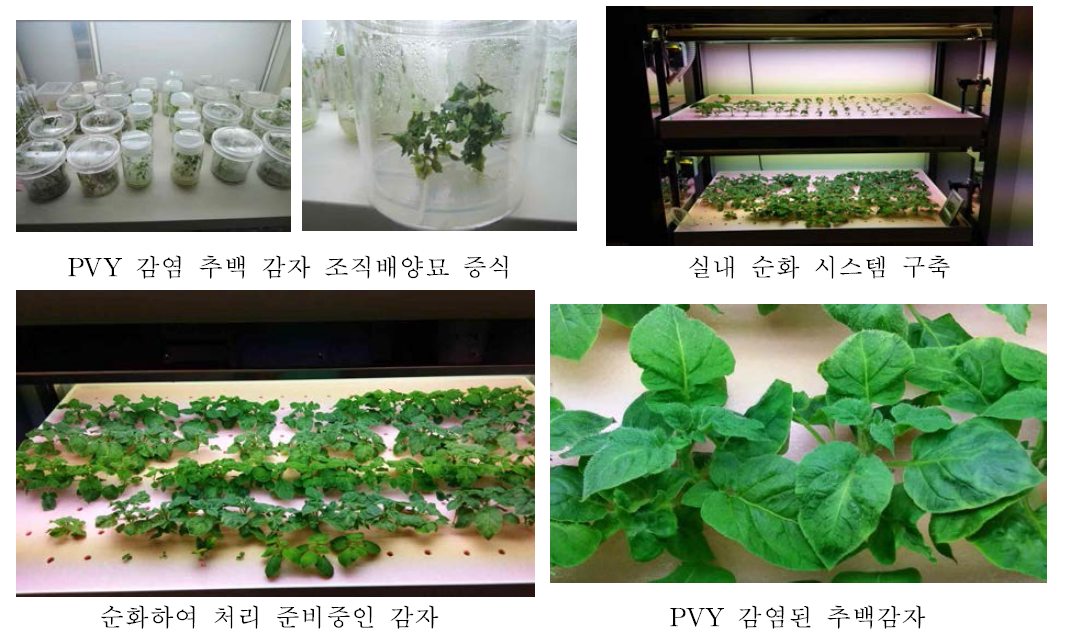 조직배양 묘에서 순화를 통해 미니식물체 생산 과정