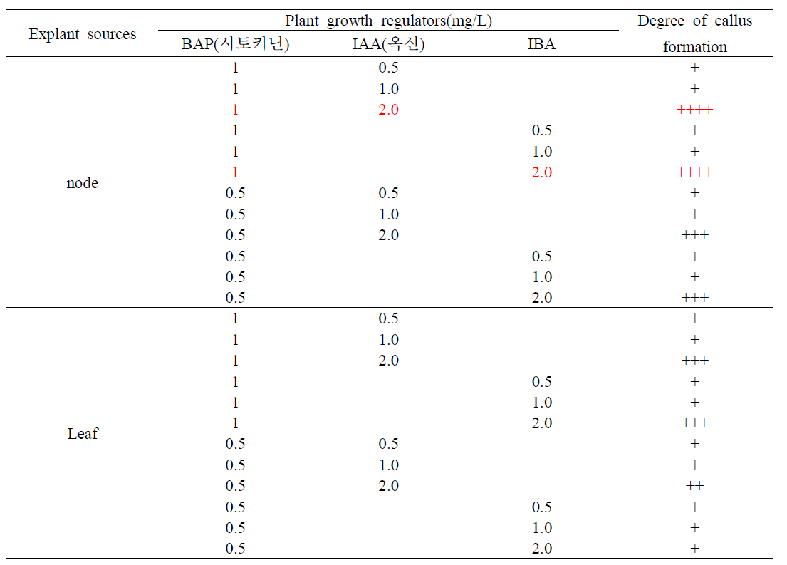 호르몬 처리를 통한 잎과 줄기에서의 초기 캘러스 유도 효율 조사