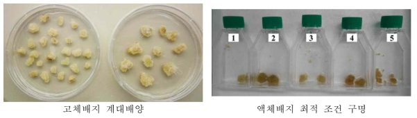 캘러스 증식을 위한 최적조건 구명