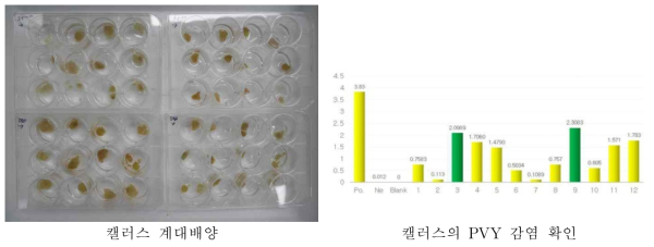 캘러스 계대배양을 통한 PVY 감염 캘러스 선발을 위한 ELISA 검사 결과