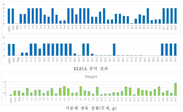 액체배양을 통한 재분석 결과 및 생육상황(A set, 4주, 50 ppm). 생육 및 약해를 판단하기 위해 무게를 측정(무게는 2주 합쳐서 분석)