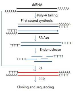 Viral RNA 자체를 프라이머로 이용한 새로운 방법의 클로닝 기술 모식도