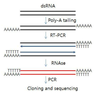 poly-A 및 poly-T 프라이머를 이용한 미지의 바이러스 합성 모식도