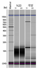 이중 랜덤 프라이머 및 N-20 프라이머를 이용한 RT-PCR 결과
