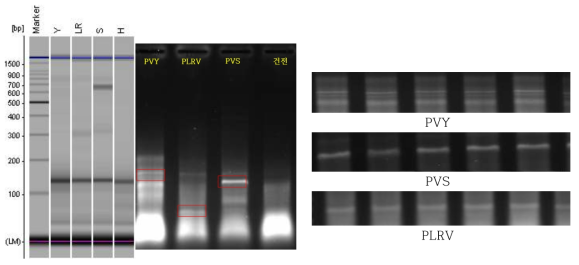 cDNA 합성 결과 및 gel elution에 사용한 밴드