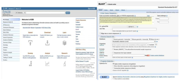 NCBI 홈페이지 BLAST tool 및 이를 이용한 분석 사진