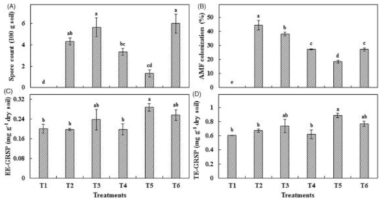 내생 균근균 처리에 따른 포자 생성과 글로말린 함량. (A) 포자 수, (B) 균근균 근권부콜로니 생성율, (C) EE-GRSP 함량, (D) TE-GRSP 함량. T1: Control; T2: C. etunicatum; T3: Rhizophagus sp.; T4: F. mosseae; T5: G. margarita; T6: C. lamellosum