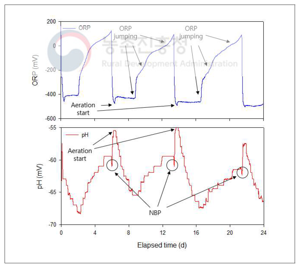 생물반응조 운전에 따른 ORP 및 pH의 time-profile