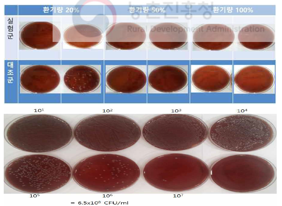 낙하균 2차 실험 결과 및 실험균 기준농도 배양모습