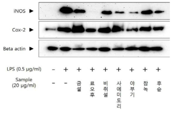 LPS처리된 BV2세포에서 녹차 품종의 염증 단백질 (iNOS, COX-2) 발현 분석