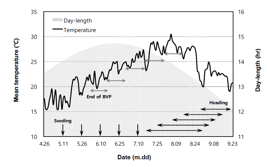벼 재배기간 동안 일 평균기온과 일장 변화 양상(2년 평균) * 출수기와 기본영양생장기(BVP) 종료 시기는 왼쪽부터 순차적 파종시기에 해당