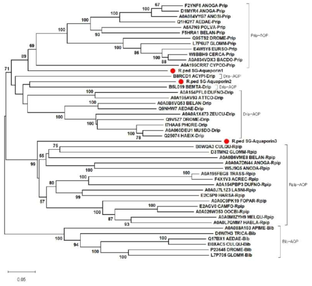 Neighbor-joining phylogenetic tree of insect aquaporin proteins and predictive aquaporin proteins identified from salivary gland transcriptome of Riptortus pedestris