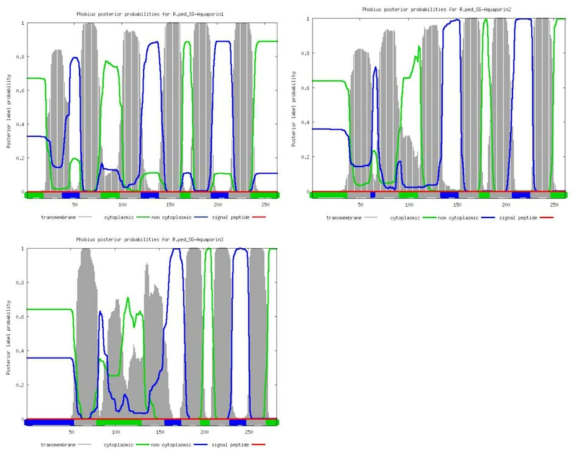 Transmembrane structure prediction of putative aquaporin transcripts expressed in the salivary glands of Riptortus pedestris (prediction program: Phobious)