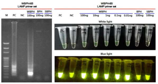 Agarose gel electrophoresis (left) and visual detections (right) after loop-mediated isothermal amplification (LAMP) reaction of DNA samples with the LAMP primer set (WBPH-65). In the agarose gel electrophoresis, various size of bands, such as ladder, were observed in the PC and 100 ng of WBPH DNA only, but no band in the NC and single bands in 100 ng of BPH DNA and 100 ng of SBPH DNA were observed. This indicates that the WBPH-65 LAMP primer set designed in this study can amplify the target region in the genomic DNA of WBPH specifically, but not in the genomic DNA of BPH and SBPH. Visual detections showed that the WBPH-65 LAMP primer set was also able to specifically amplify WBPH genomic DNA with a sensitivity of 0.01 ng in minimum, but not in the two rice planthoppers, BPH and SBPH. For LAMP reaction, all samples were incubated at 65 ℃ for 60 min and enzyme was inactivated at 80 ℃ for 5 min. † M, 100 bp ladder marker; PC, positive control (LAMP primer set and DNA, both were provided by manufacturer); NC, negative control (WBPH-65 LAMP primer set without DNA); WBPH, white-backed planthopper Sogatella furcifera; BPH, brown planthopper Nilaparvata lugens; SBPH, small brown planthopper Laodelphax striatellus