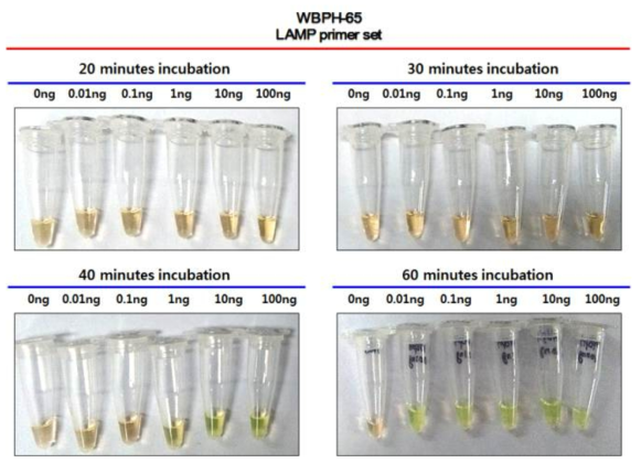 Visual detections after loop-mediated isothermal amplification (LAMP) reaction with the LAMP primer set (WBPH-65) according to the incubation time (20, 30, 40, and 60 min) and the amount of genomic DNA (0, 0.01, 0.1, 1, 10, and 100 ng) of white-backed planthopper (WBPH). After the LAMP reaction, enzyme within the tube was inactivated at 80 ℃ for 5 min