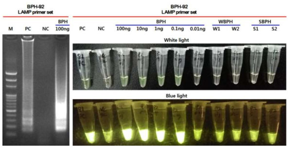 Agarose gel electrophoresis patterns (left) and fluorescent detections (right) after LAMP reaction of DNA samples with a LAMP primer set (BPH-92). In the agarose gel electrophoresis, various sizes of bands, such as ladder, were observed in the PC and 100ng BPH, but no bands were observed in the NC. This means that BPH-92 LAMP primer set designed in this study can strongly amplify the genomic DNA of BPH without self-amplification. Fluorescent detections showed that the BPH-92 LAMP primer set was able to specifically amplify BPH genomic DNA with a minimum sensitivity of 0.1ng, but not the other two rice planthoppers, SBPH and WBPH. For the LAMP reaction, all samples were incubated at 65 °C for 60 min and the enzyme was inactivated at 80 °C for 5 min. † M: 100 bp ladder marker, PC: Positive control (LAMP primer set and DNA, both were provided by the manufacturer), NC: Negative control (BPH-92 LAMP primer set without DNA) The amount of genomic DNA of Nilaparvata lugens is expressed in 100, 10, 1, 0.1, and 0.01 ng, respectively. W1 and W2 in WBPH indicate individual genomic DNA of Sogatella furcifera (W1: 200 ng, W2: 180 ng). S1 and S2 in SBPH indicate individual genomic DNA of Laodelphax striatellus (S1: 250 ng, S2: 195 ng)