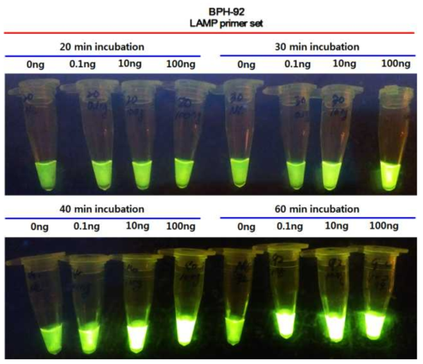 Fluorescent detections after LAMP reaction with LAMP primer set (BPH-92) according to incubation time (20, 30, 40, and 60 min) and amount of genomic DNA (0, 0.1, 10, and 100 ng) of BPH. After the LAMP reaction, the enzyme within the tube was inactivated at 80 °C for 5 min