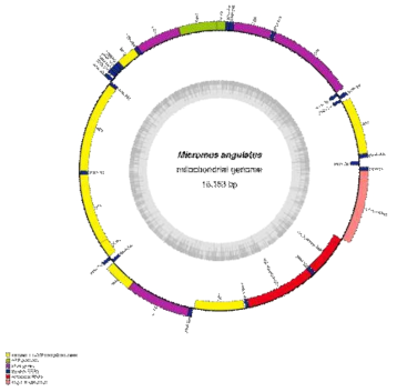 The complete mitochondrial genome of Micromus angulatus (Stephens, 1836) (Neuroptera: Hemerobiidae)