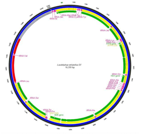 The complete mitochondrial genome of Laodelphax striatellus (Fallén, 1826) (Hemiptera: Delphacidae) : MK862265 (D7, southern part of Korea)