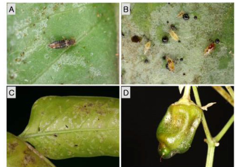 온실그물총채벌레(신칭) 유, 성충 및 피해(A, 성충; B, 유충; C-D, 피망 피해)