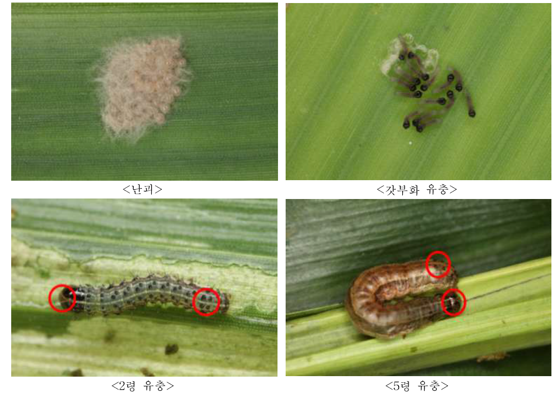 열대거세미나방의 난괴와 유충(1령, 2령, 5령)