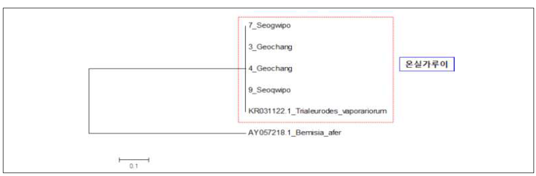 딸기 가루이류의 mtDNA COI 염기서열의 Neighbor-joining 분석