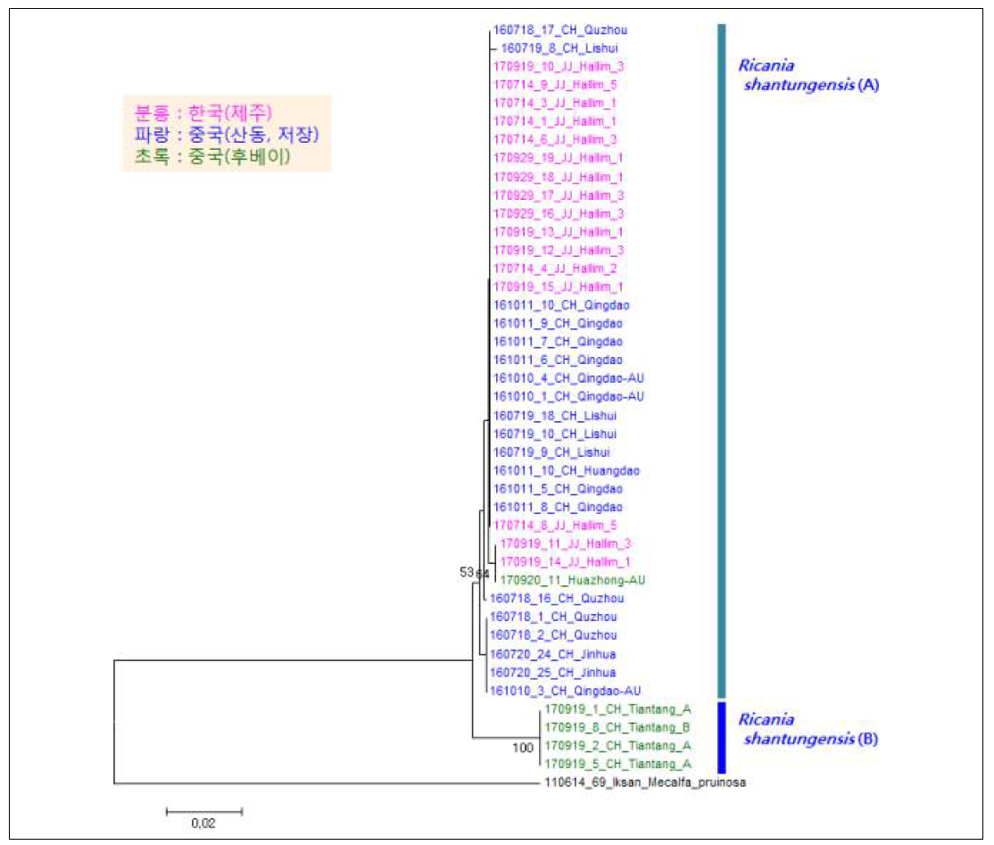 제주지역 갈색날개매미충 유사종의 mtDNA COI 염기서열의 Neighbor-joining 분석