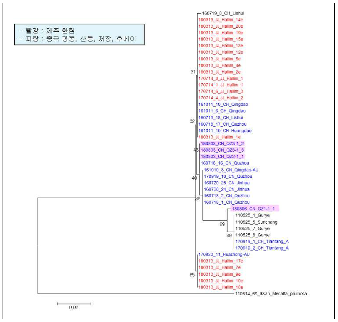 제주지역 갈색날개매미충 유사종의 mtDNA COI 염기서열 Neighbor-joining 분석