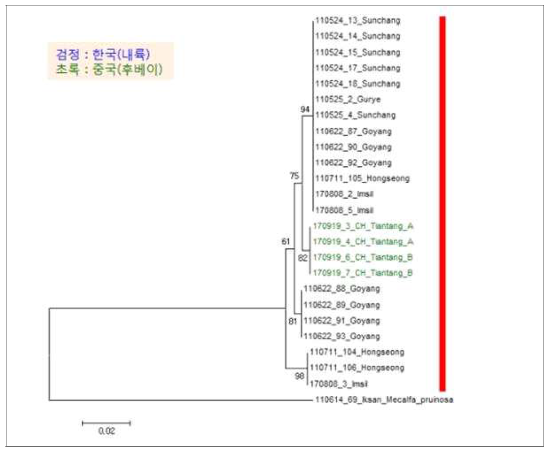 한국(내륙)에서 갈색날개매미충의 mtDNA COI 염기서열의 Neighbor-joining 분석