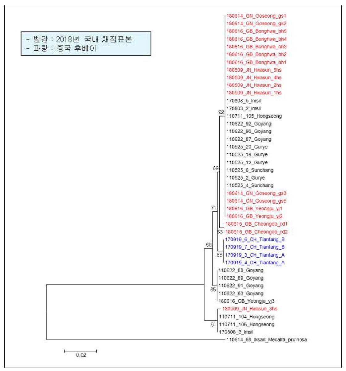 한국(내륙)에서 갈색날개매미충의 mtDNA COI 염기서열 Neighbor-joining 분석